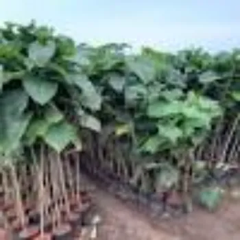 teak plant (2)-5631108-49154.webp